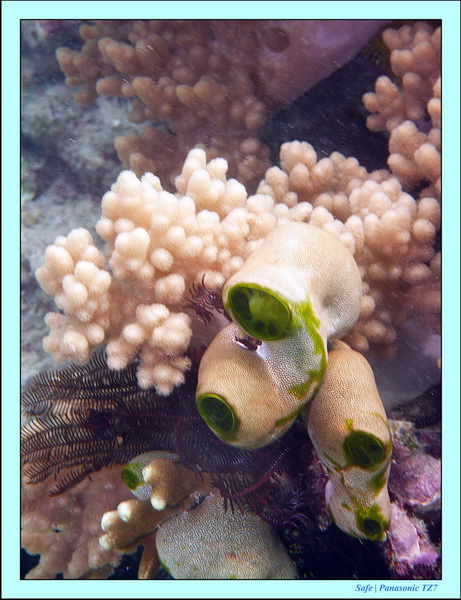 2011 - 08 - Bohey Dulang Island 15